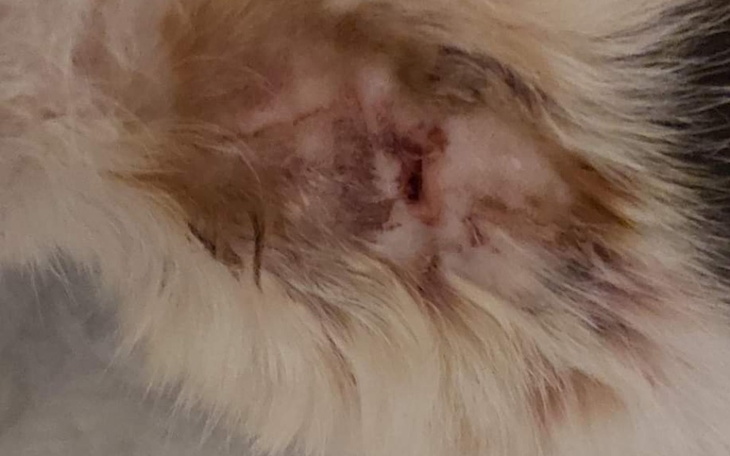 Zbiórka Bezdomna kotka z raną - zdjęcie główne