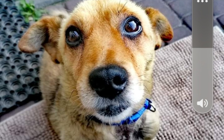 Zbiórka Psiaki proszą o pomoc - zdjęcie główne