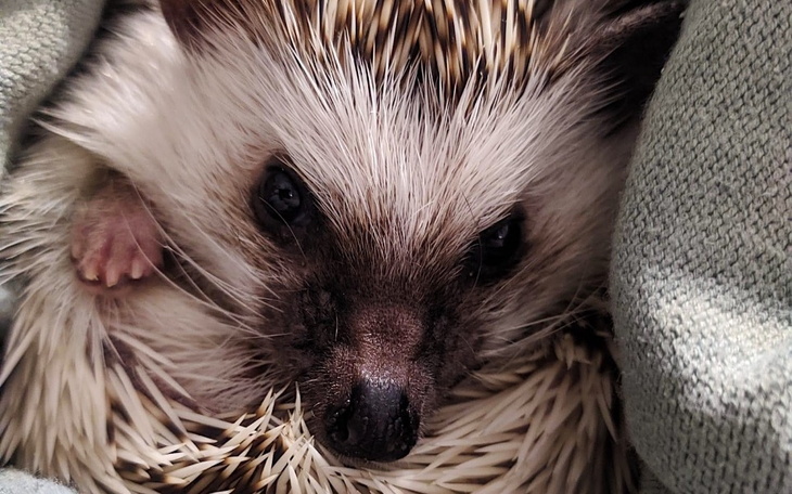 Zbiórka Jeżyk - zdjęcie główne