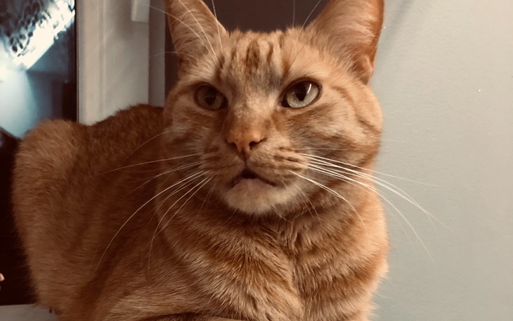 Zbiórka Pomóż uratować życie Rudzika - zdjęcie główne