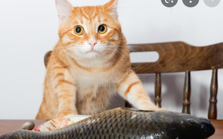 Zbiórka na tunczyka dla kotka - zdjęcie główne