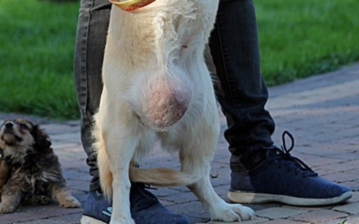 Zbiórka Pomóż SZELCE zoperować guza - zdjęcie główne