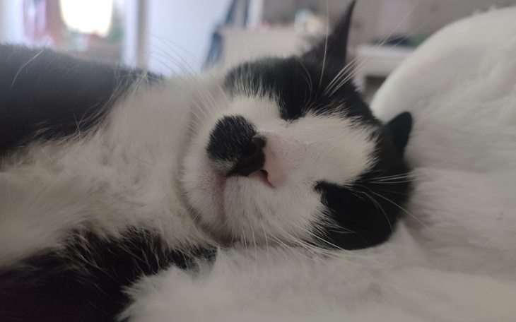 Zbiórka Na zapalenie uszu dla kota - zdjęcie główne