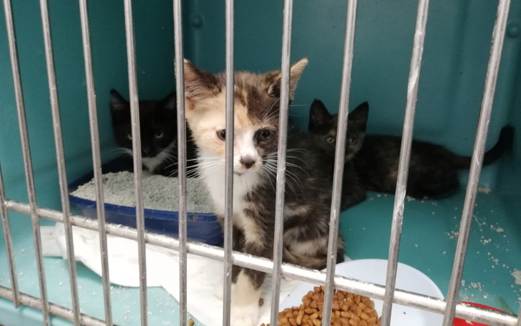 Zbiórka Leczenie Grzybiarzy - zdjęcie główne