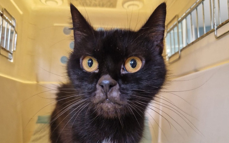 Czarny kot z dużymi, żółtymi oczami w transporterze.