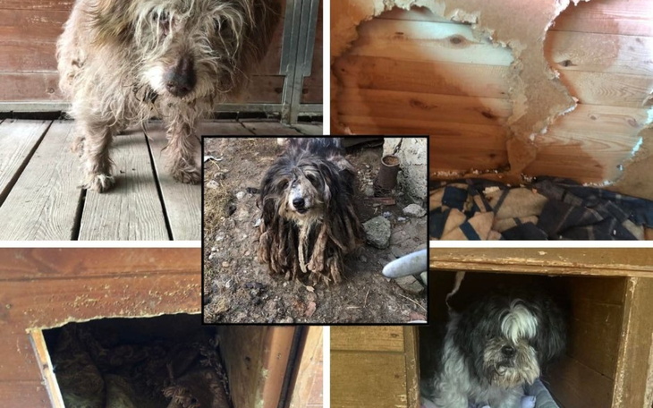 Zaniedbane psy w schronisku, w złym stanie.