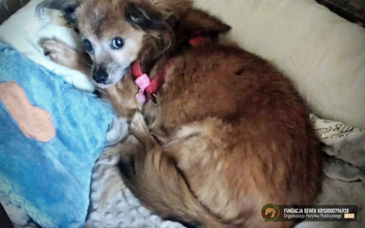 Pies w legowisku, z brązowym futrem, wyglądający na zrelaksowanego.