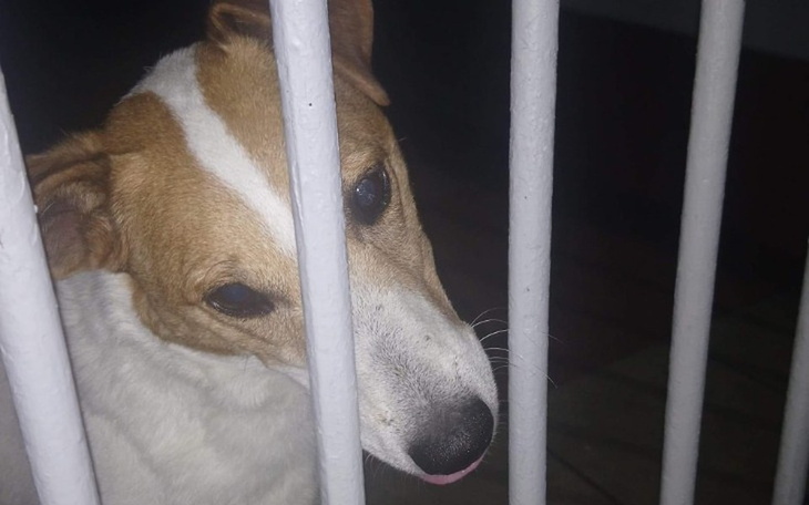 Zbiórka Karma dla bezdomnych psiakow - zdjęcie główne