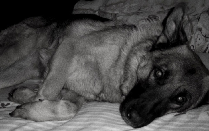 Zbiórka Operacja dla owczarka - zdjęcie główne