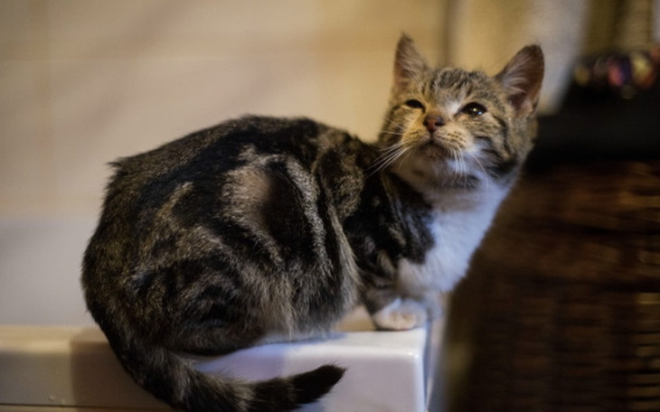 Zbiórka Znaleziony na cmentarzu Kostek - zdjęcie główne