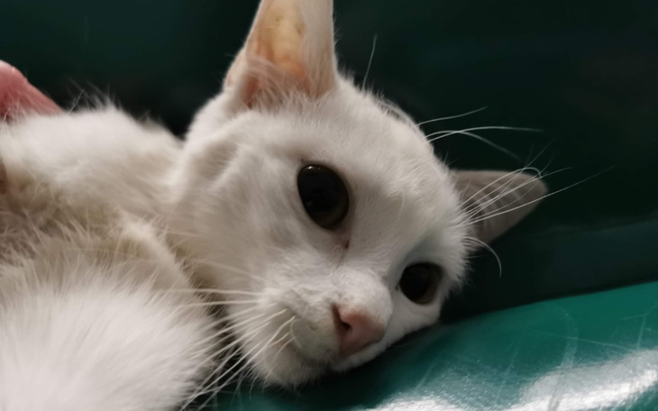 Zbiórka Maleńki Kokos umiera - zdjęcie główne