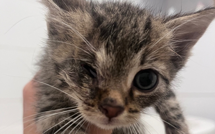 Mały kotek z uszkodzonym okiem, trzymany w rękach.