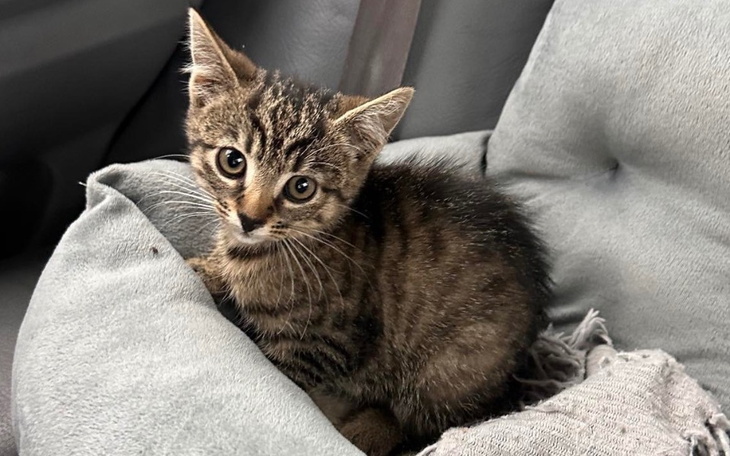 Zbiórka Operacja małego Katashi - zdjęcie główne