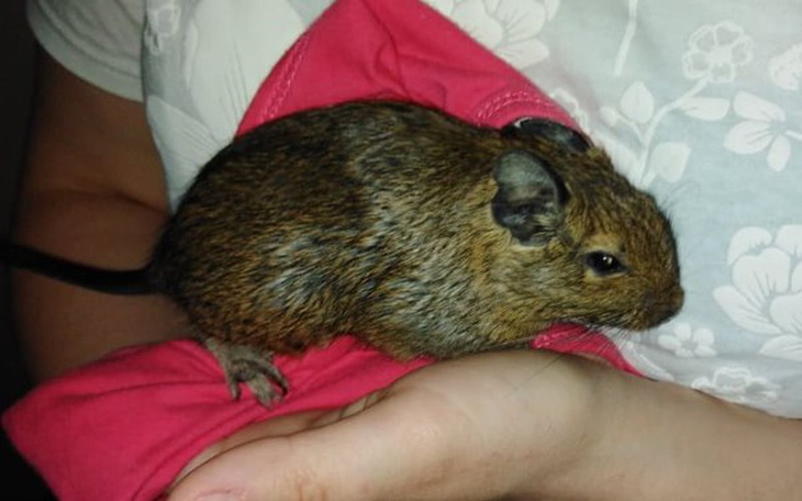 Zbiórka Lubliniaki u Kociary - zdjęcie główne