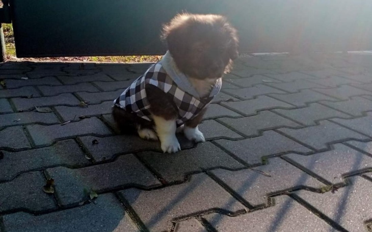 Zbiórka Pomoc dla znalezionego szczeniac - zdjęcie główne