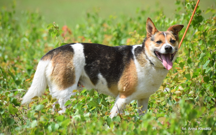 Zbiórka Hotelik Reksia za maj, czerwiec - zdjęcie główne