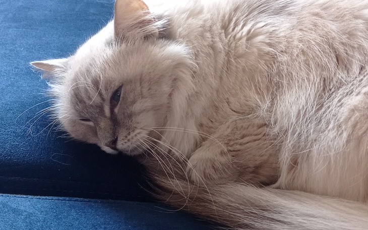 Zbiórka Lori chce wygrać z chorobą FIP - zdjęcie główne