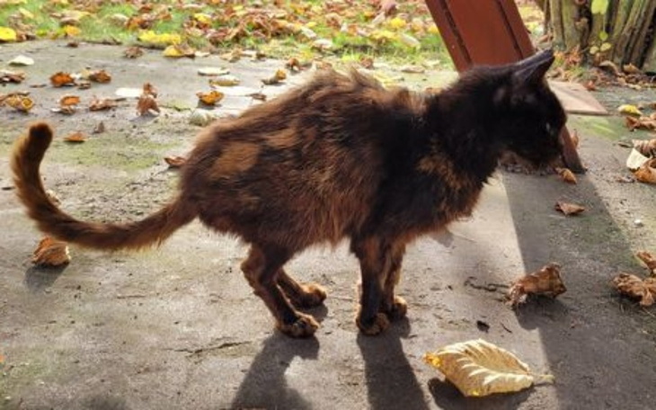 Zbiórka Półtora kilo nieszczęścia - zdjęcie główne