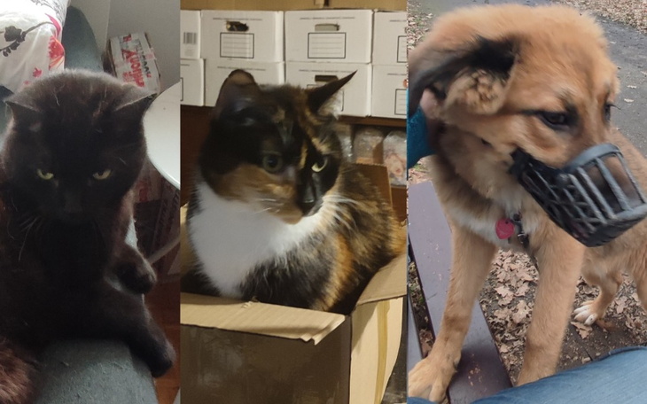 Zbiórka Parmezan, Stokrotka i Granat - zdjęcie główne