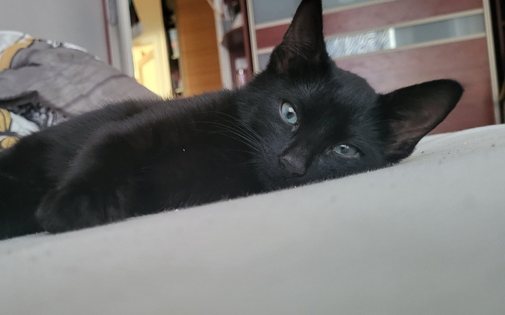 Zbiórka Walka Gita z wirusem FIP - zdjęcie główne