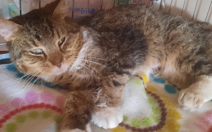 Zbiórka Tengel - kot z działek - zdjęcie główne