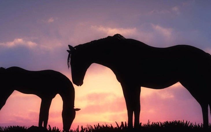 Zbiórka Zbieramy na konie z Wrocławia - zdjęcie główne