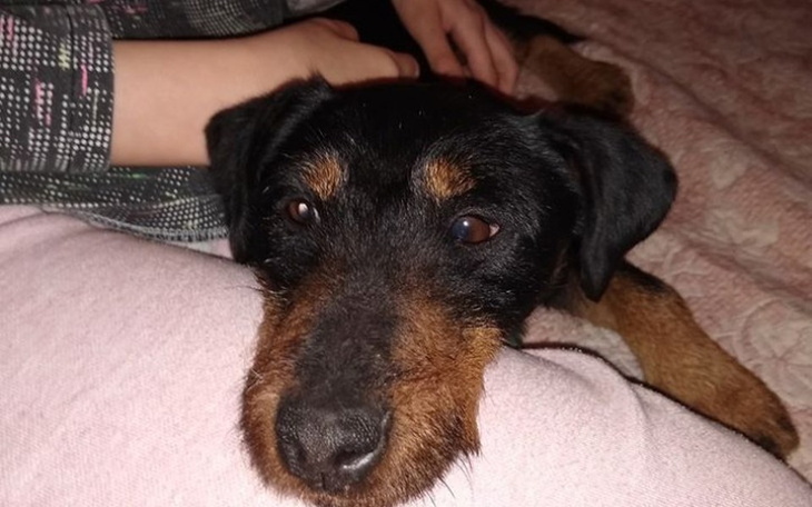 Zbiórka Pomoc dla Teri i Karmelka - zdjęcie główne