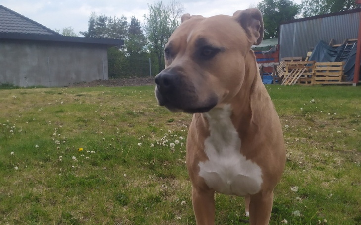 Zbiórka Operacja na serce Kiary - zdjęcie główne