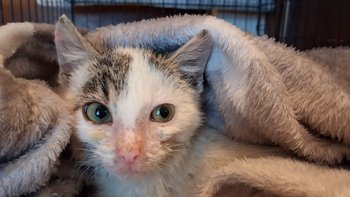 Zbiórka Pomoc dla Dropsika - miniaturka zdjęcia