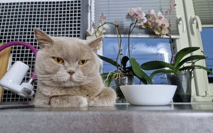 Zbiórka Zorian - zdjęcie główne