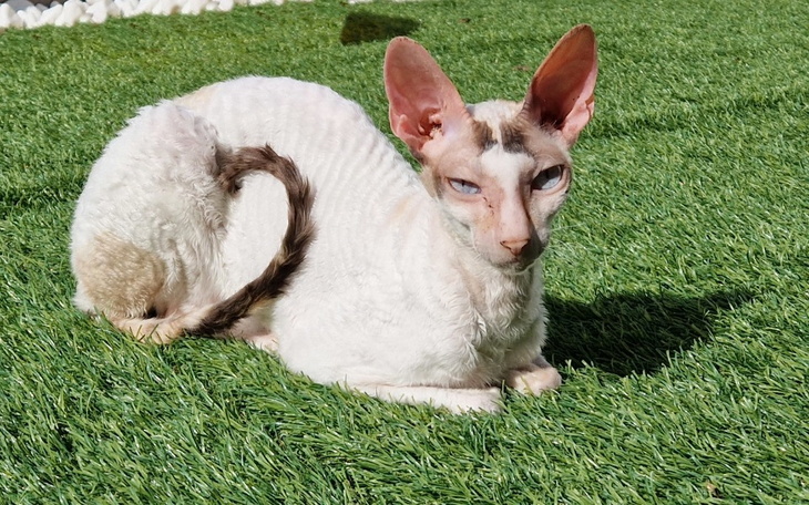 Zbiórka Psotka ma FIP - zdjęcie główne