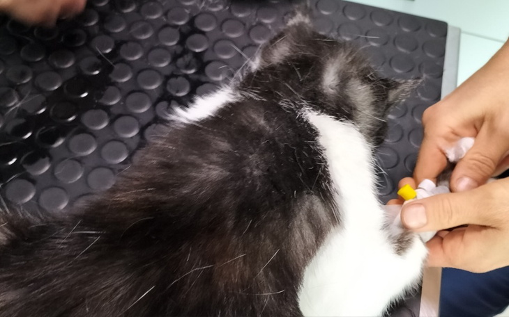 Kot podczas wizyty u weterynarza, otrzymujący opiekę.