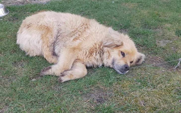 Pies leżący na trawie, wygląda na zmęczonego i zrelaksowanego.