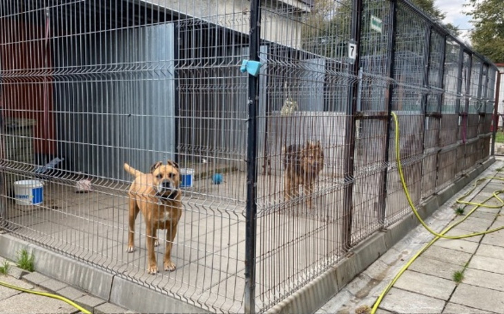 Zbiórka OTOZ Animals Oświecim - zdjęcie główne