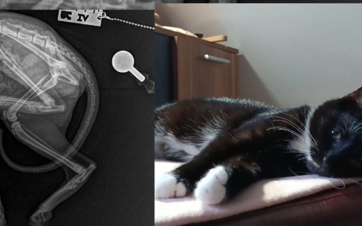 Zdjęcie kota z rentgenem, pokazującym jego zdrowie.