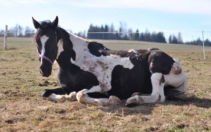 Zbiórka Czy otrzyma drugą szansę ? - zdjęcie główne
