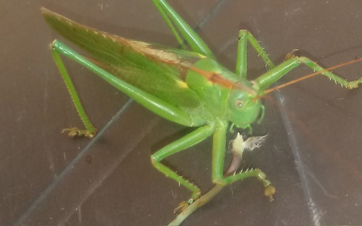 Zbiórka Prawojazdy kategori c c+e - zdjęcie główne