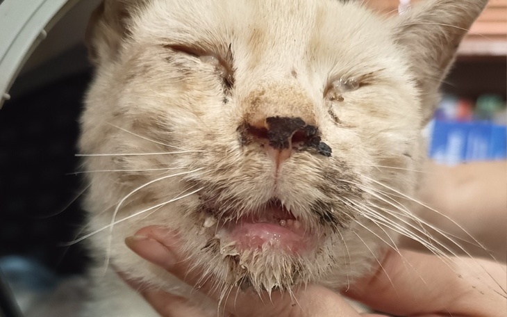 Zbiórka Koci katar zabija Felusia - zdjęcie główne