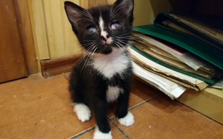 Zbiórka Pomóż nam zapłacić kocie faktury - zdjęcie główne