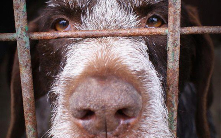 Zbiórka Wyżły same sobie nie poradzą - zdjęcie główne