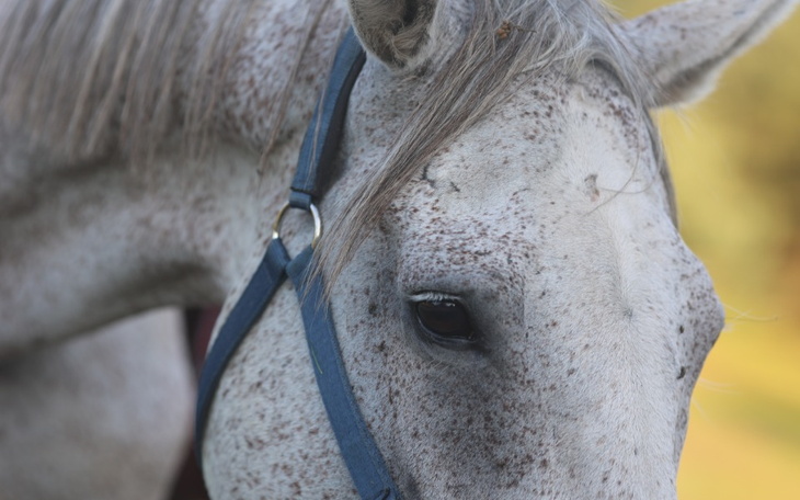 Zbliżenie na głowę konia z widocznymi plamkami na sierści.