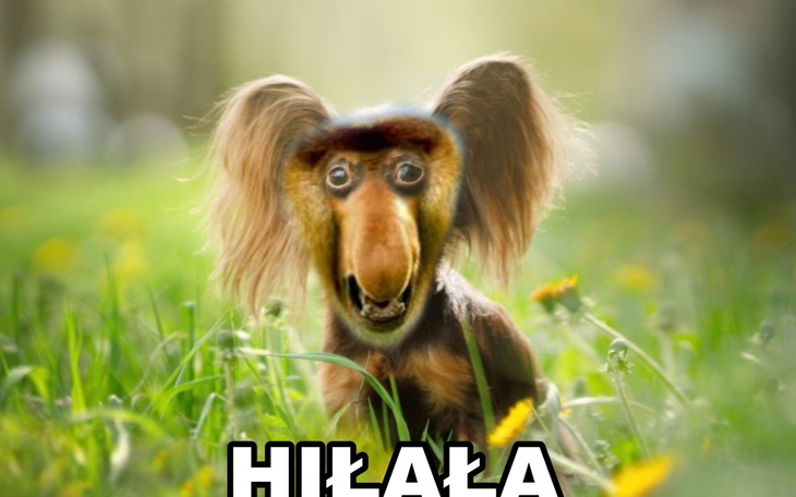 Zabawny obrazek z psem z twarzą małpy na tle zielonej trawy.