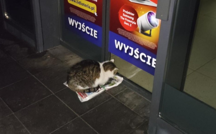 Kot siedzący na gazecie przed drzwiami.