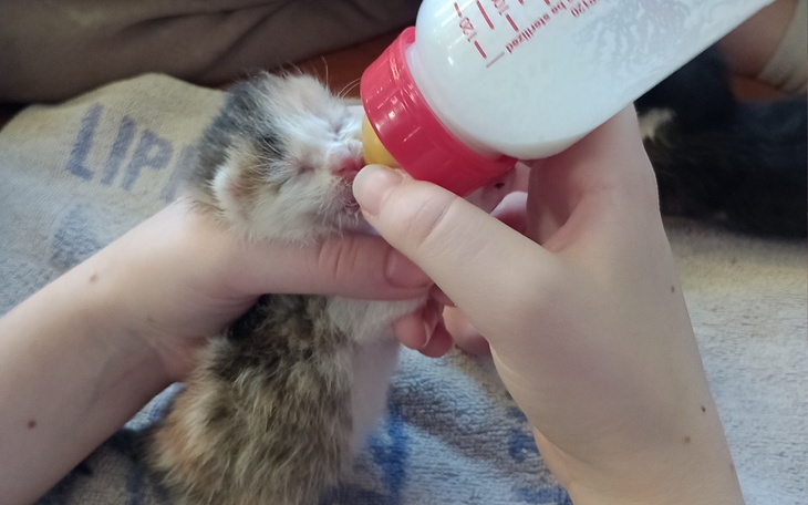 Zbiórka Osierocone kotki - zdjęcie główne