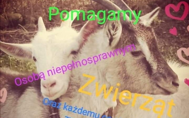 Dwie kozy na zdjęciu z napisem o pomocy dla zwierząt.