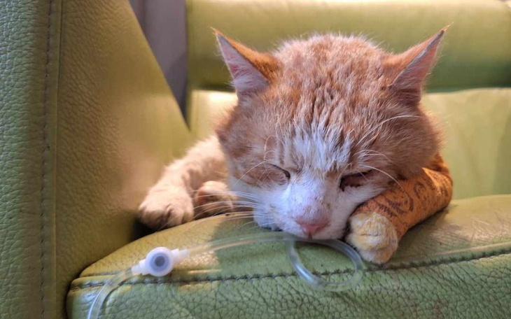 Zbiórka Postrzelony kot. Leczenie operac - zdjęcie główne