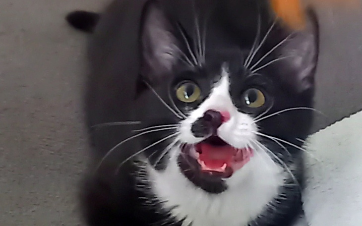 Zbiórka Dla moich kotków - zdjęcie główne