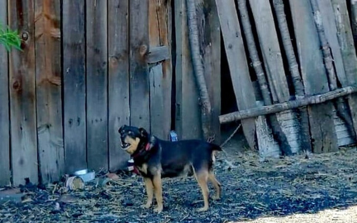 Zbiórka Nowe życie Boberka - zdjęcie główne