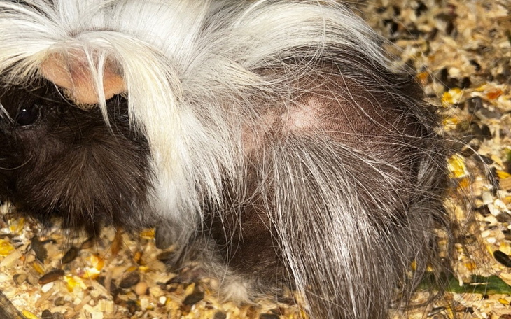 Zbiórka Operacja mojej przyjaciółki - zdjęcie główne