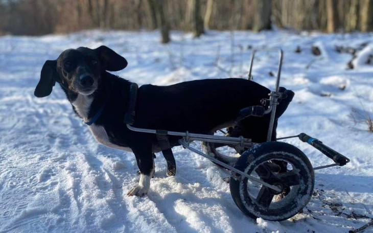 Zbiórka Pomóżmy Niusi polecieć na Alaskę - zdjęcie główne